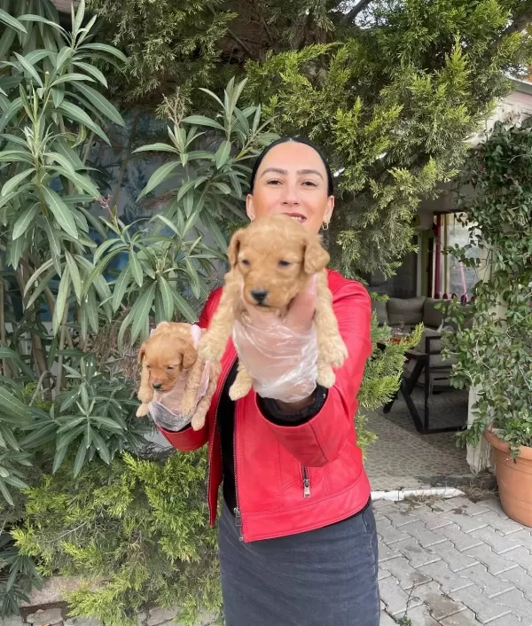 Yavrularım Sağlık Ve Irk Garantilidir