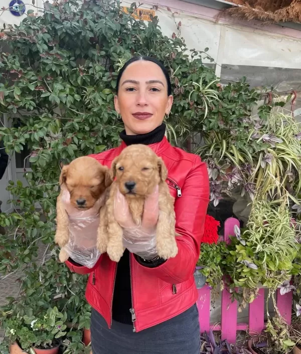Yavrularım Sağlık Ve Irk Garantilidir