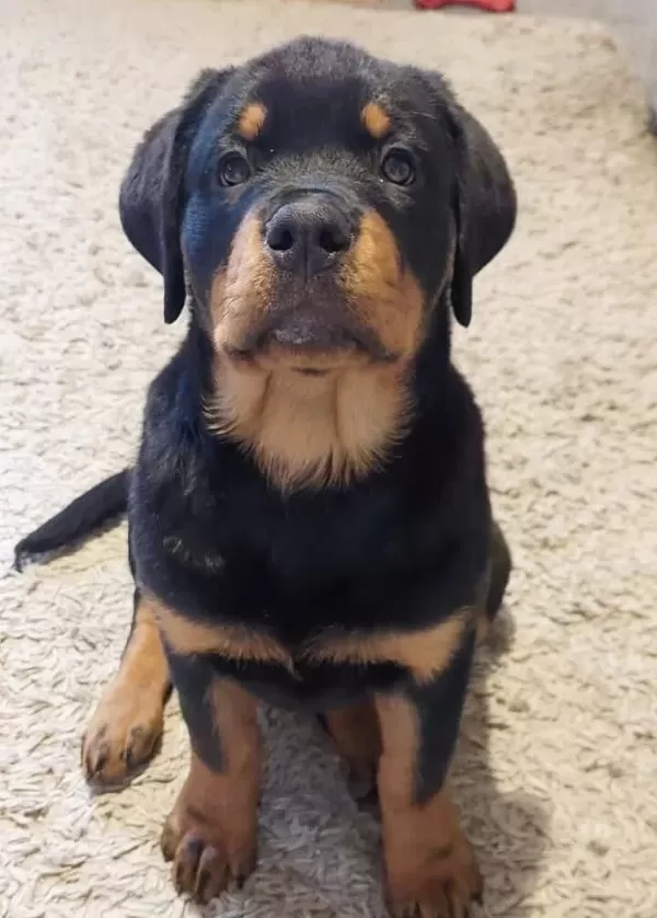 Koca Kafa Rotweiler Yavrular