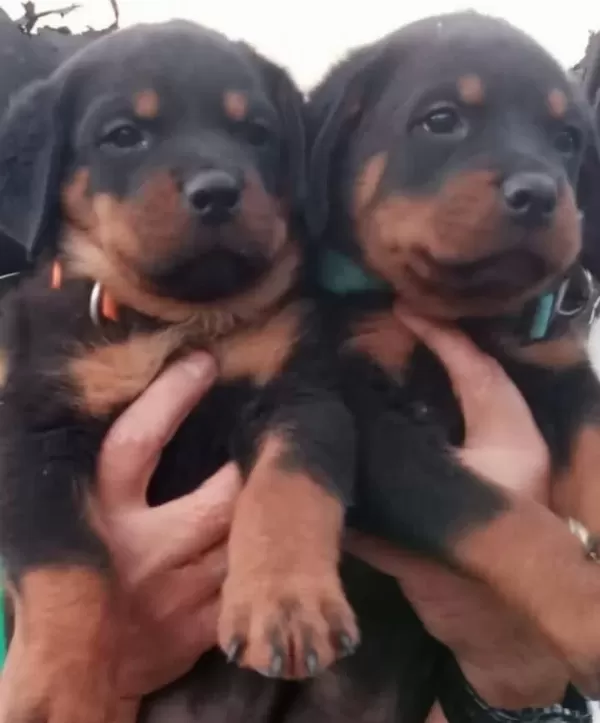 Koca Kafa Rotweiler Yavrular