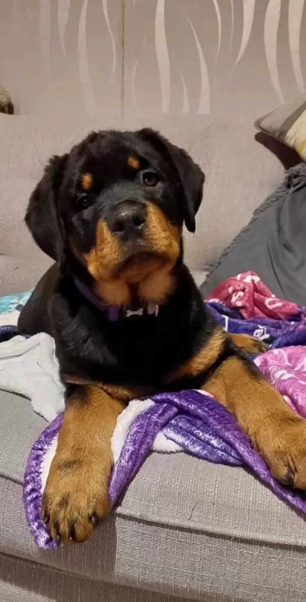 Koca Kafa Rotweiler Yavrular