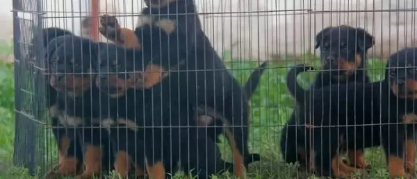 Koca Kafa Rotweiler Yavrular