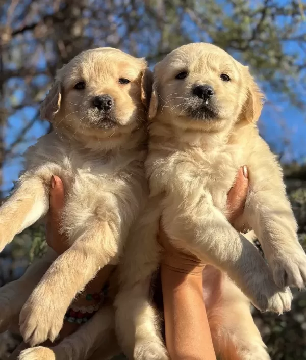Efsane Bebek yüzlü Golden Retriever Yavrularımız