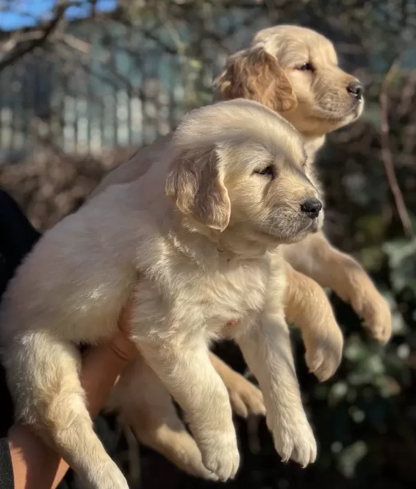 Efsane Bebek yüzlü Golden Retriever Yavrularımız
