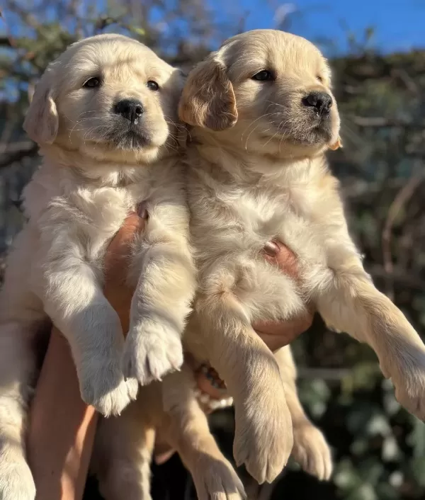 Efsane Bebek yüzlü Golden Retriever Yavrularımız