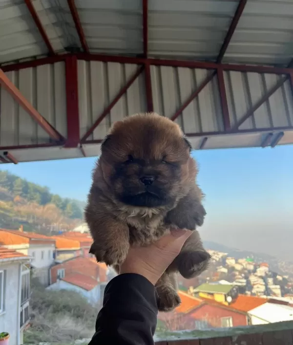 Ust Kalite Chow Chow Yavruları