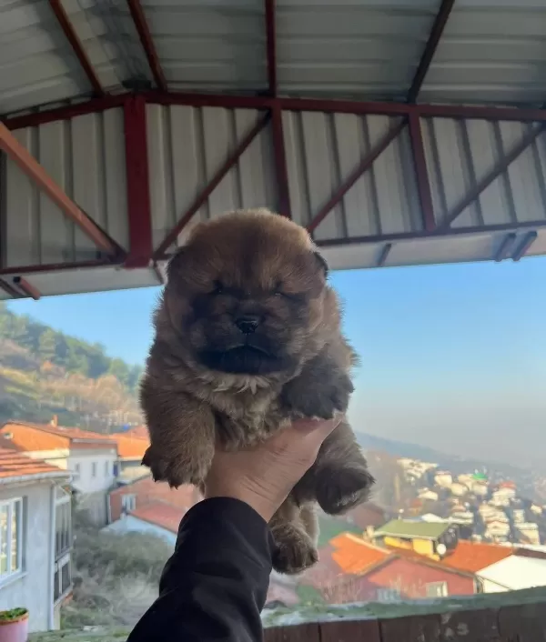Ust Kalite Chow Chow Yavruları