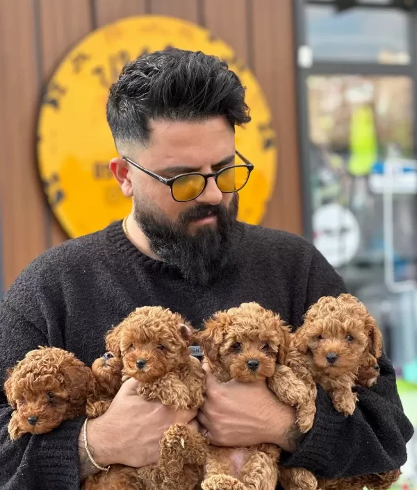 Ankaranın Tek Gerçek Toy Yavruları