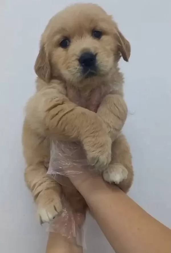 Golden Retriever Babyface