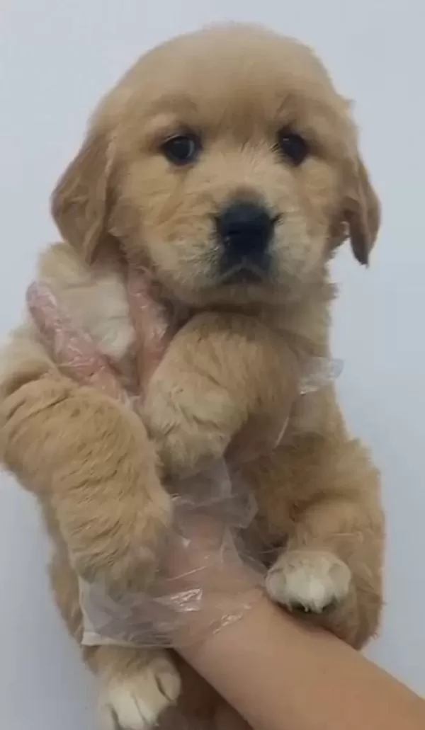 Golden Retriever Babyface