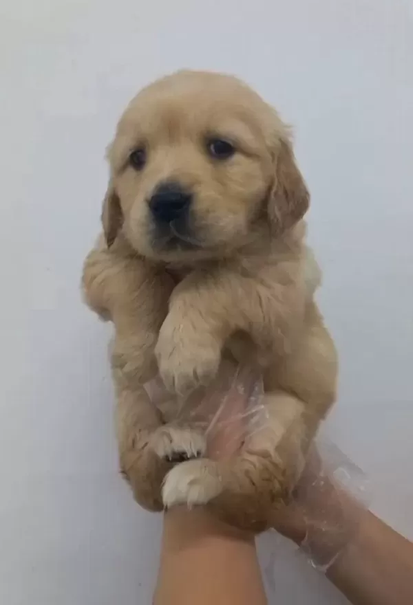 Golden Retriever Babyface