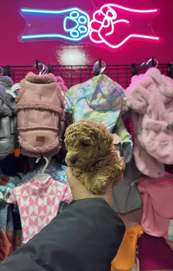 A Kalite Irk Ve Sağlık Testi Garantili Poodle Yavrularımız