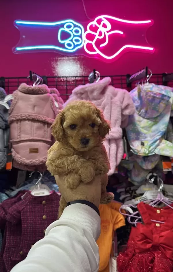 A Kalite Irk Ve Sağlık Testi Garantili Poodle Yavrularımız