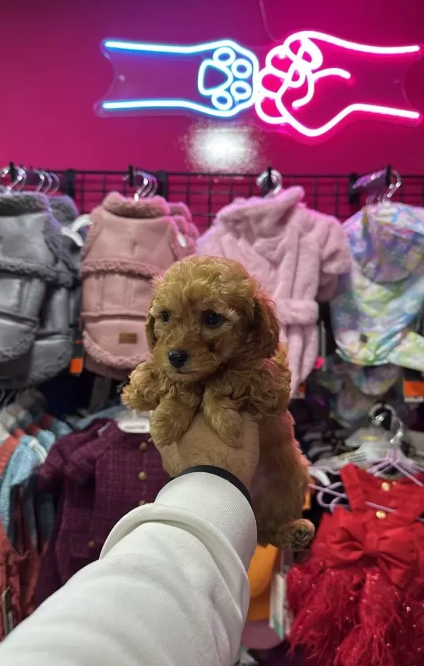 A Kalite Irk Ve Sağlık Testi Garantili Poodle Yavrularımız
