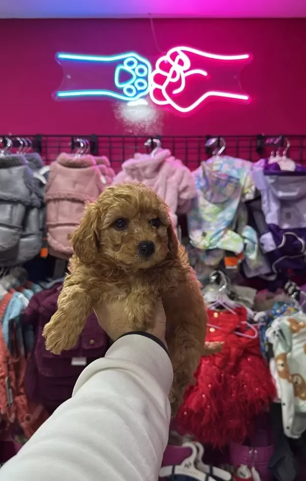 A Kalite Irk Ve Sağlık Testi Garantili Poodle Yavrularımız