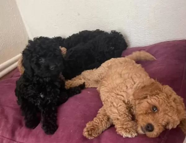Toypoodle Bizimde Bir Poodlemiz Olsun Diyenler
