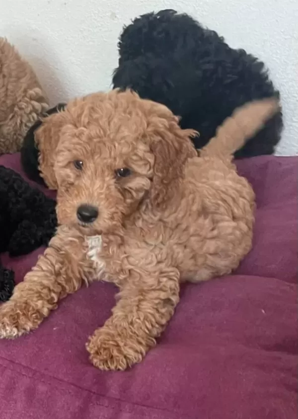 Toypoodle Bizimde Bir Poodlemiz Olsun Diyenler
