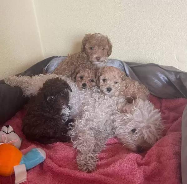 Mini Boy Poodle Ev Ici Bakılabilecek Tek Irktır