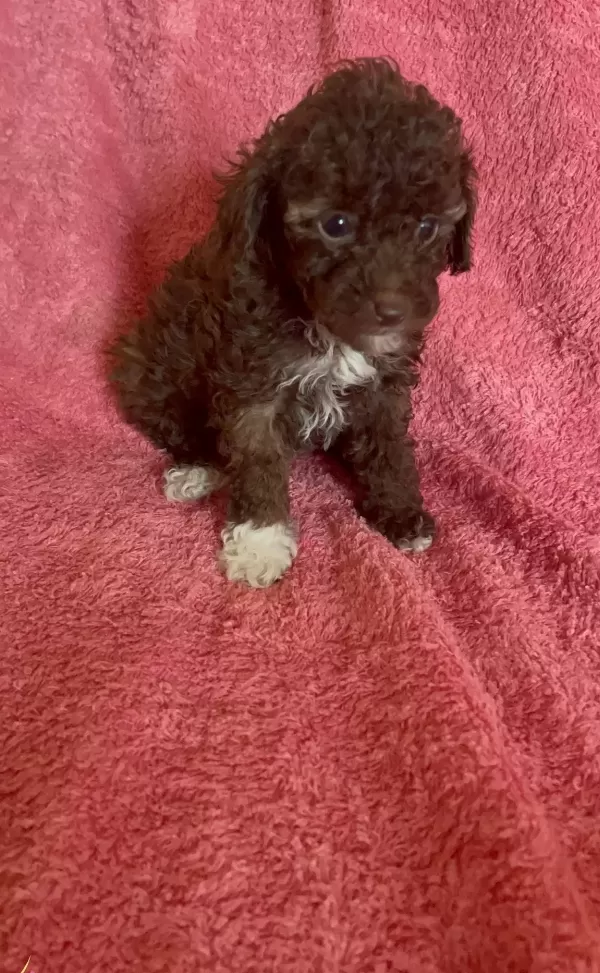 Mini Boy Poodle Ev Ici Bakılabilecek Tek Irktır