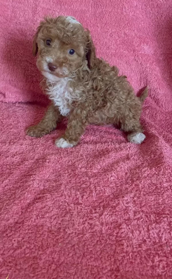 Mini Boy Poodle Ev Ici Bakılabilecek Tek Irktır