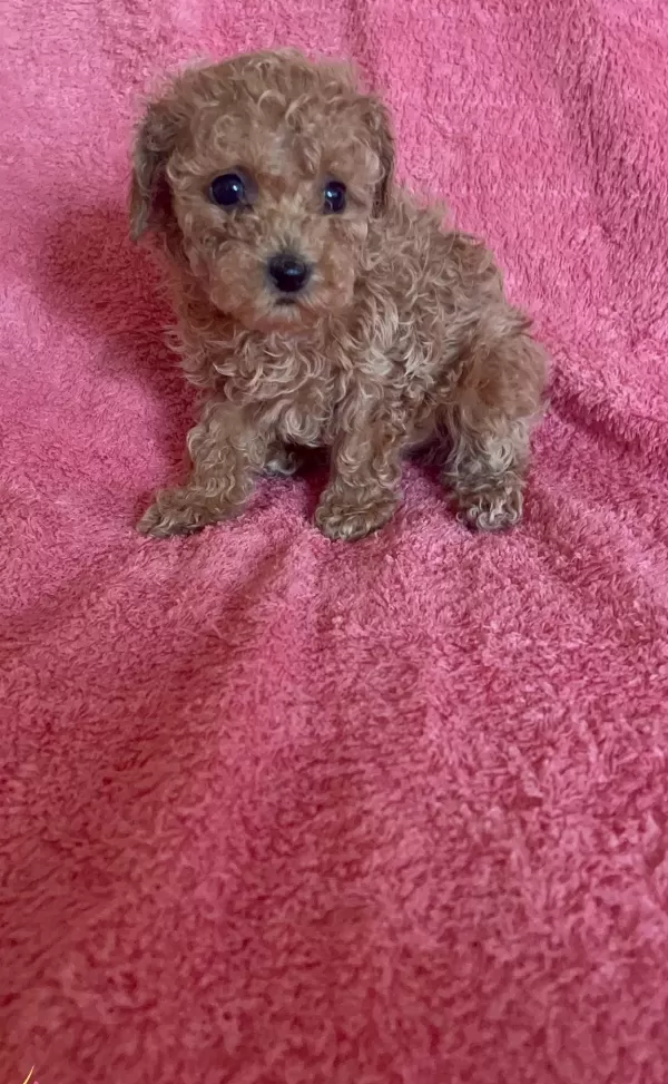 Mini Boy Poodle Ev Ici Bakılabilecek Tek Irktır