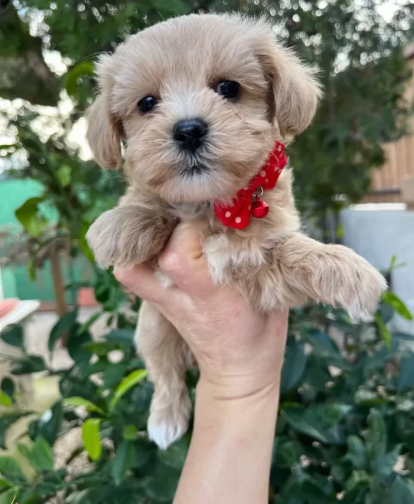 Mini Boy Kore Maltipo Bebekler