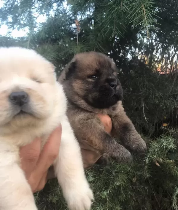 Chow Chow Yavrularım Sağlık Ve Irk Garantilidir
