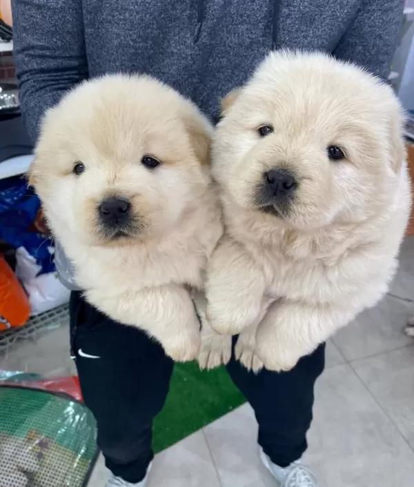 Chow Chow Yavrularım Sağlık Ve Irk Garantilidir