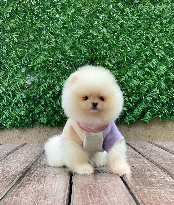 Teddy Bear Yavrularımız Sizi Bekliyor
