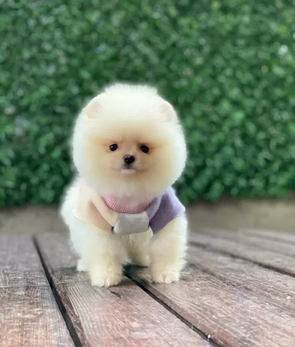 Teddy Bear Yavrularımız Sizi Bekliyor