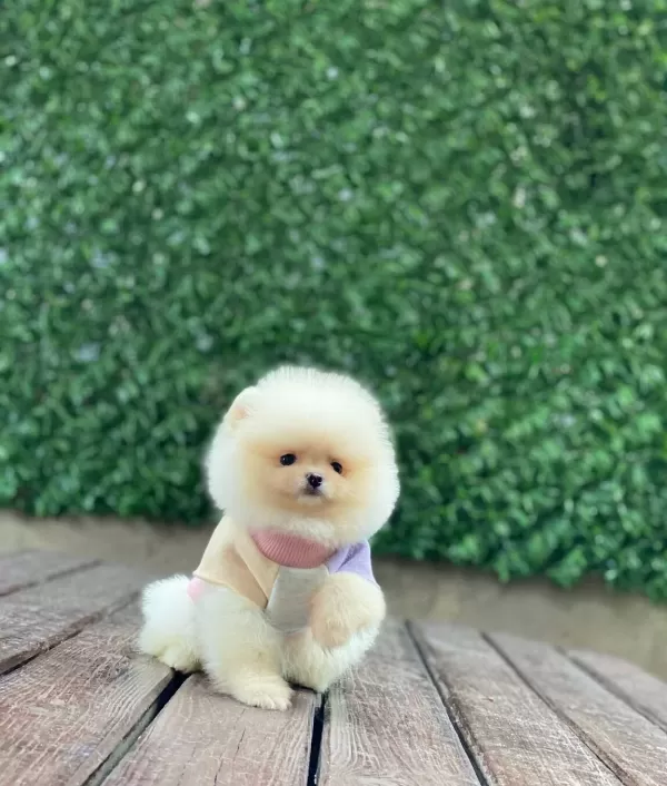 Teddy Bear Yavrularımız Sizi Bekliyor