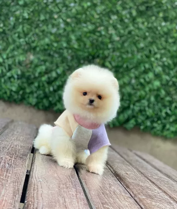 Teddy Bear Yavrularımız Sizi Bekliyor