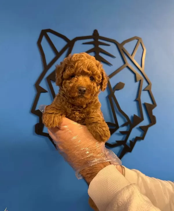 Red Browne Toy Poodle Yavrularımız