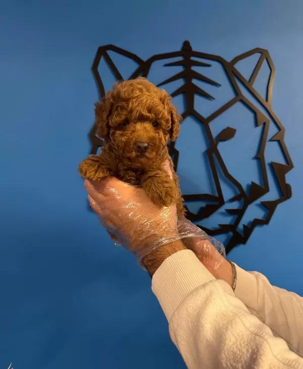 Red Browne Toy Poodle Yavrularımız