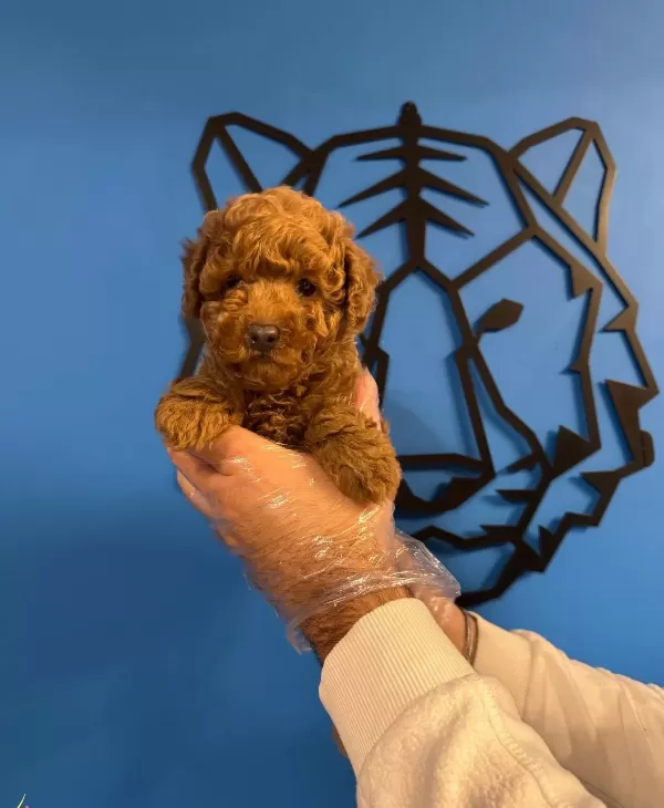 Red Browne Toy Poodle Yavrularımız