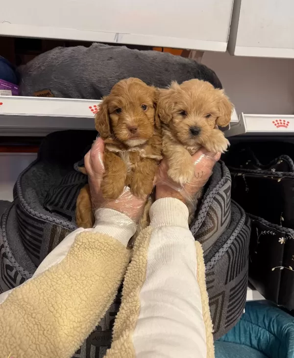 Bebek Yüz Maltipoo Yavrularımız