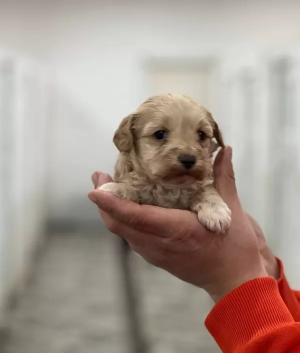 Maltipoo Bebeklerimiz