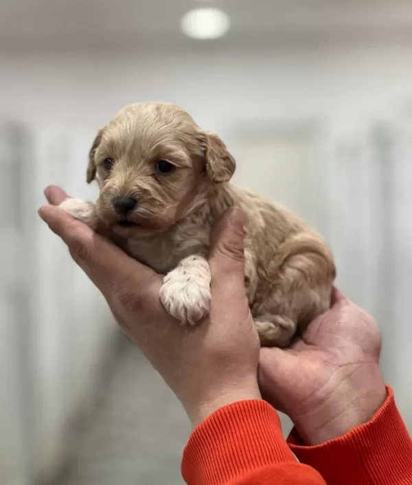 Maltipoo Bebeklerimiz