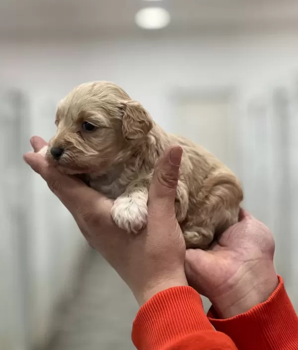 Maltipoo Bebeklerimiz