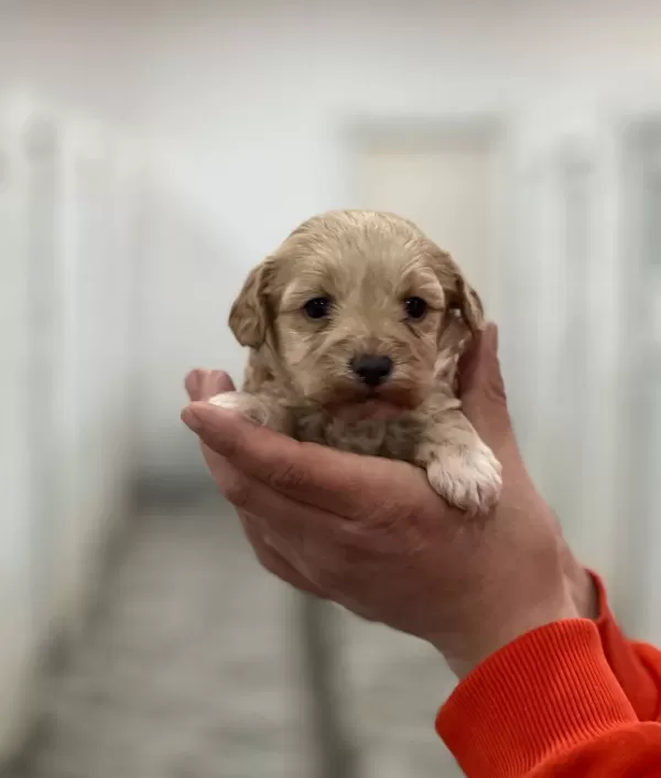 Maltipoo Bebeklerimiz