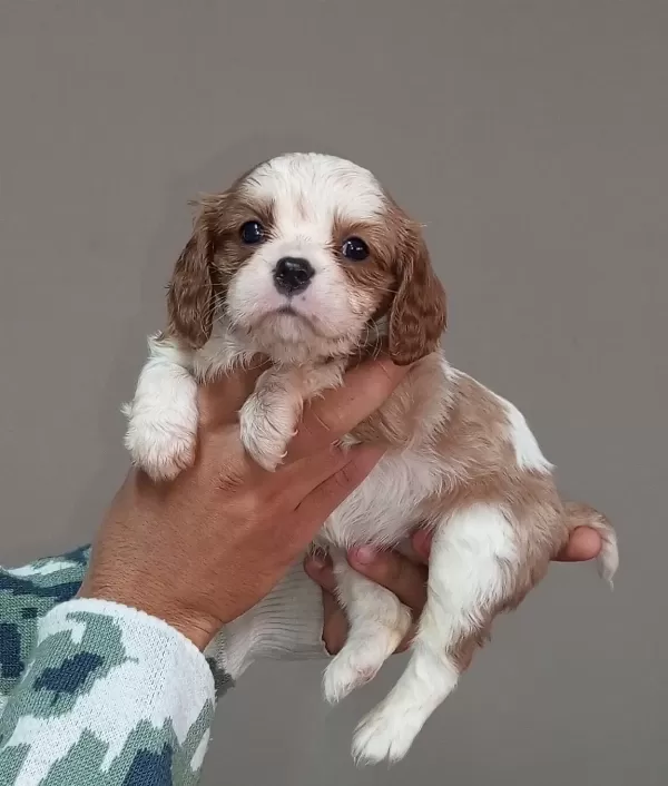 Cavalier King Charles Bebekler