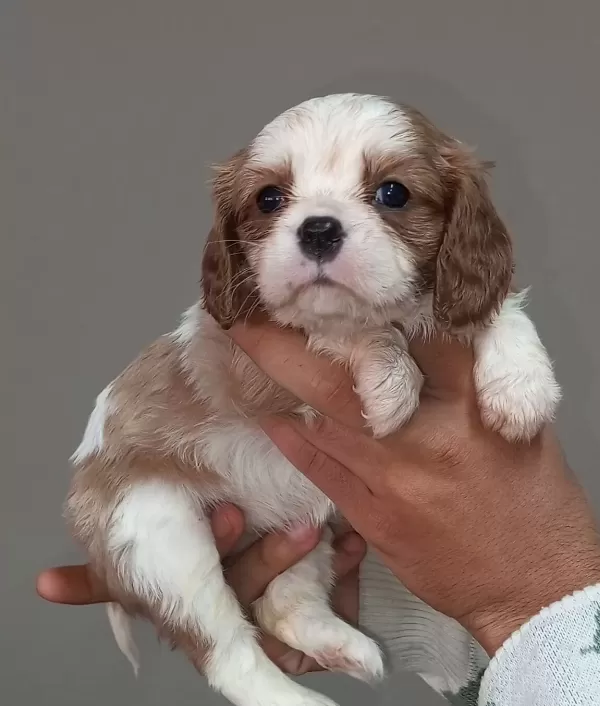 Cavalier King Charles Bebekler