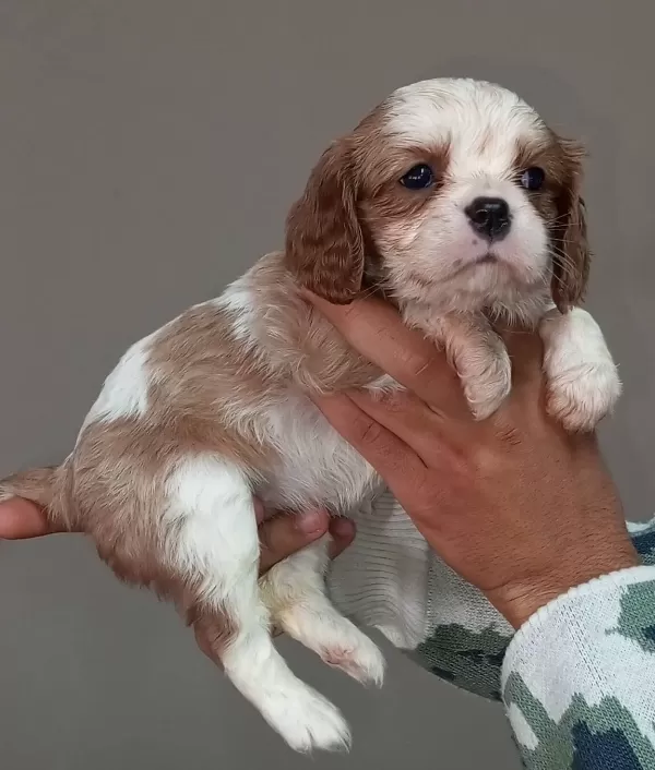 Cavalier King Charles Bebekler