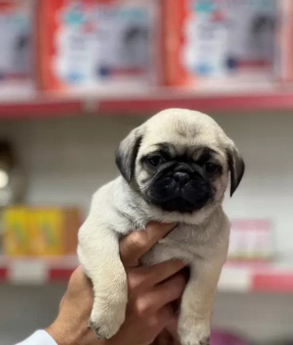 Pug Rıfkı Bebeklerimiz