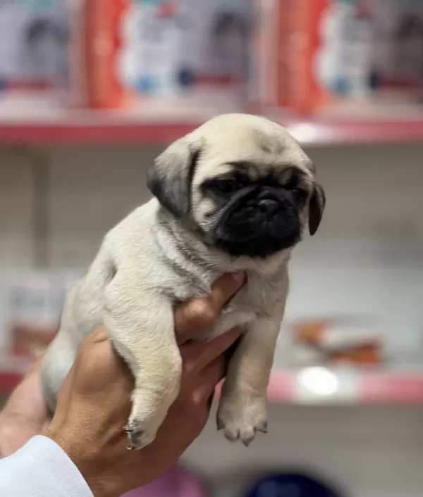Pug Rıfkı Bebeklerimiz