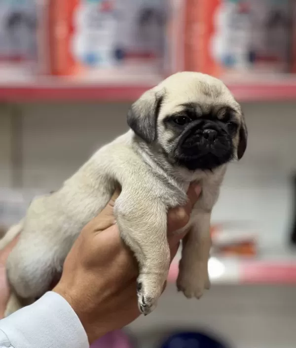 Pug Rıfkı Bebeklerimiz
