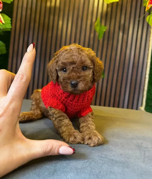 Tea Cup Toy Poodle Yavrumuz