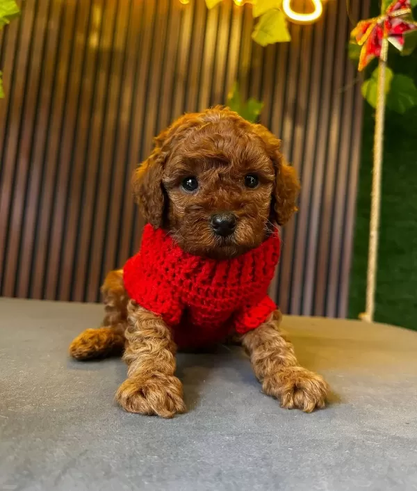 Tea Cup Toy Poodle Yavrumuz