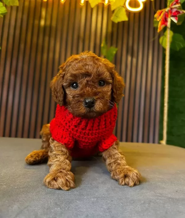 Tea Cup Toy Poodle Yavrumuz