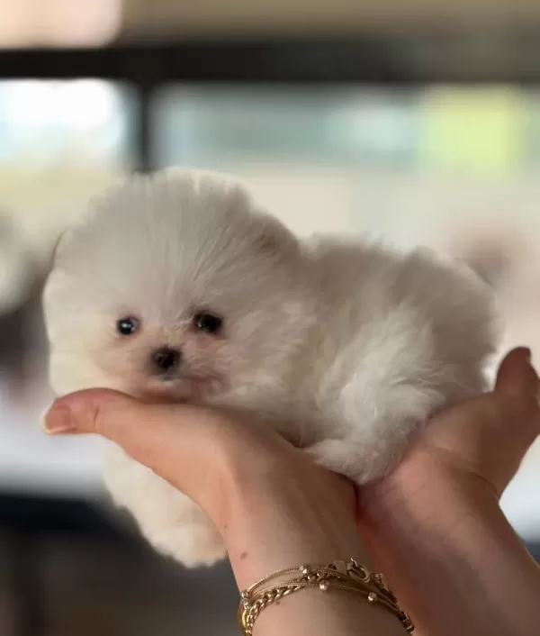 Ayı Surat Pomeranian Boo Bebekler